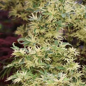 Acer palmatum 'Butterfly', Japanese Maple Butterfly, Tree with fall color, Fall color, Attractive bark Tree, Variegated Japanese Maple, Variegated Acer, Variegated leaves, Variegate Maple